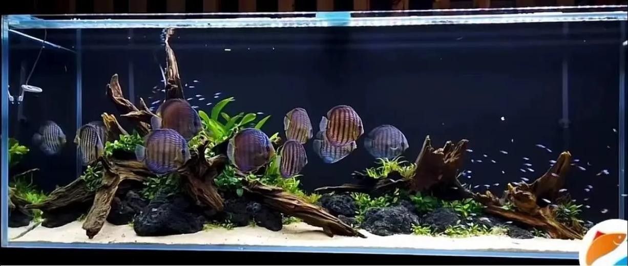 雷龍魚南美缸造景