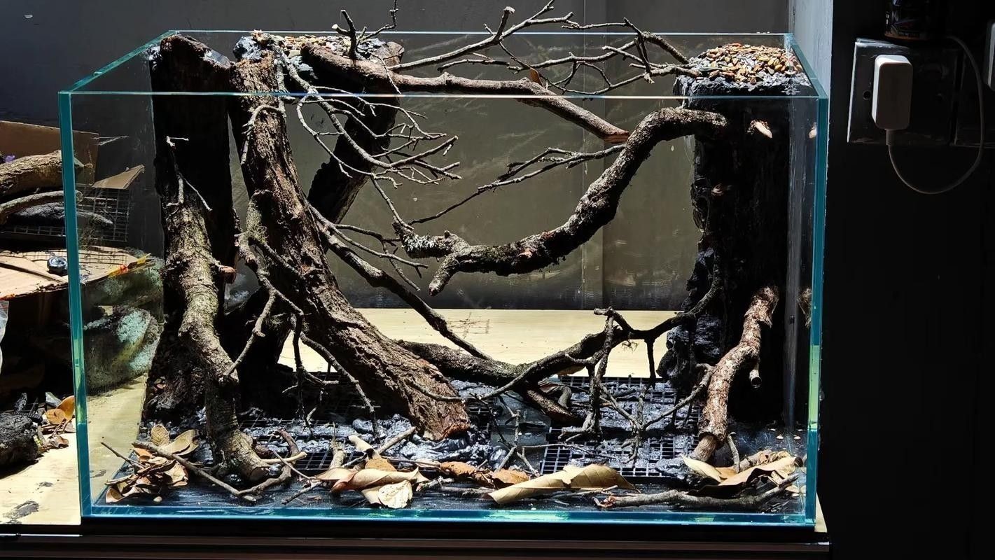 雷龍魚南美缸造景