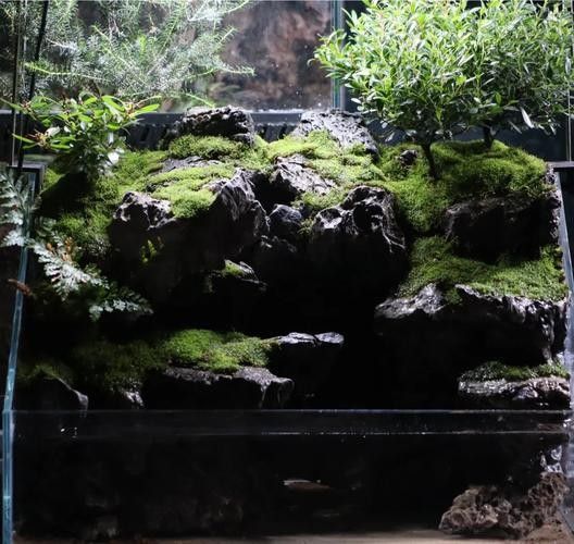 雷龍魚南美缸造景