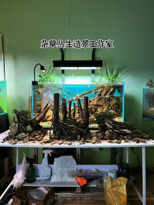 雷龍魚南美缸造景