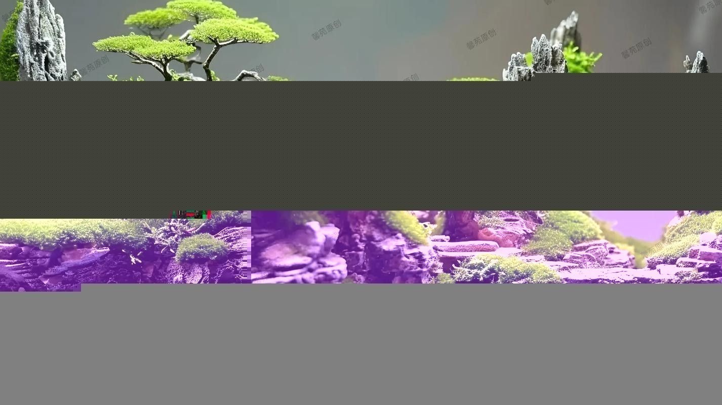 雷龍魚南美缸造景