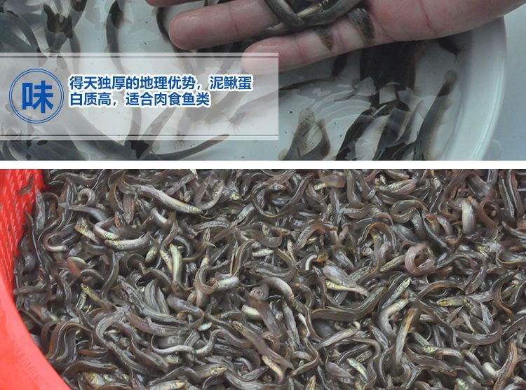 龍魚魚場喂魚泥鰍那里買（龍魚魚場健康檢查指南[需手動填充]龍魚魚場健康檢查指南）