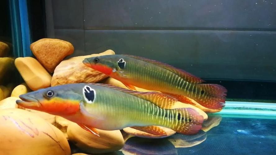 孔雀龍魚品種大全