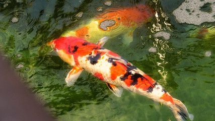 金龍魚風水學說法是什么：金龍魚風水學說法