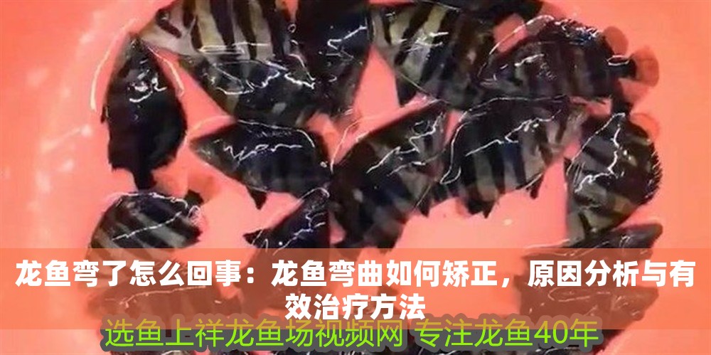 龍魚彎了怎么回事：龍魚彎曲如何矯正，原因分析與有效治療方法