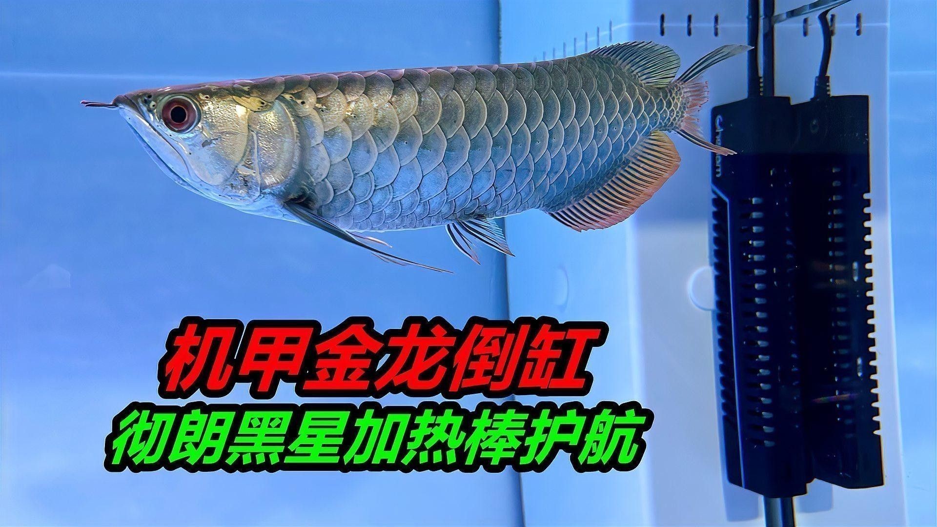 銀龍魚和金龍魚哪個好養