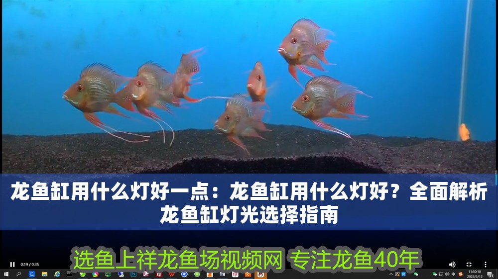 龍魚(yú)缸用什么燈好一點(diǎn)：龍魚(yú)缸用什么燈好？全面解析龍魚(yú)缸燈光選擇指南