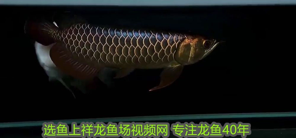 龍魚(yú)缸用什么燈好一點(diǎn)：龍魚(yú)缸用什么燈好？全面解析龍魚(yú)缸燈光選擇指南