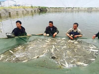 祥龍魚場龍魚批發價格查詢：祥龍魚場龍魚批發價格解析，市場趨勢與選購指南