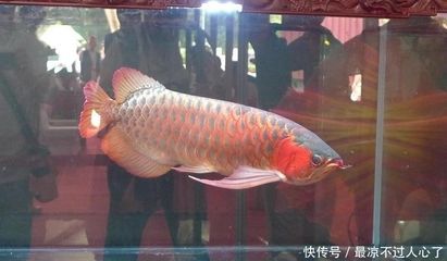 龍魚(yú)生產(chǎn)地：龍魚(yú)的原產(chǎn)地，中國(guó)等地也建立了自己的龍魚(yú)養(yǎng)殖場(chǎng)