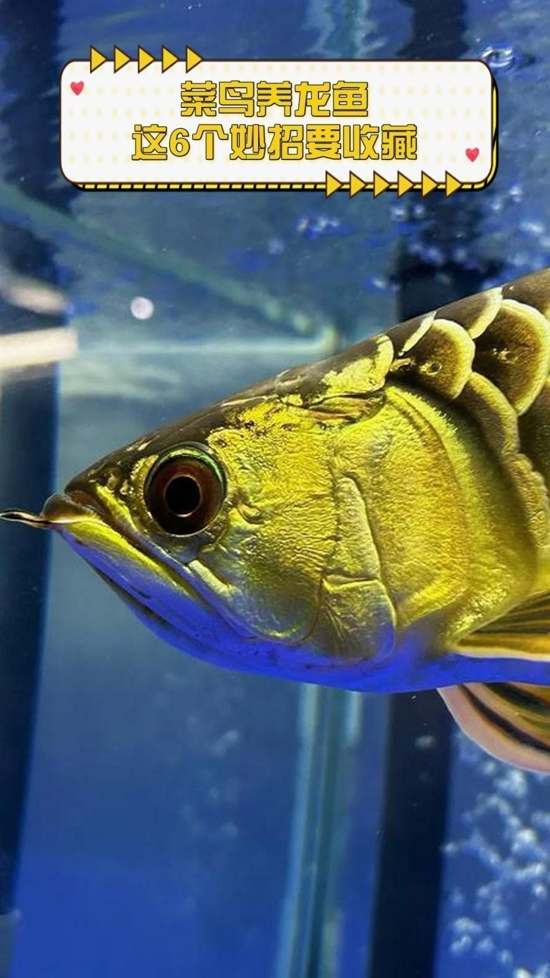 如何安全地為龍魚去粘液？