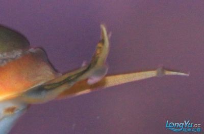 龍魚瘋狂撞缸體內寄生蟲：龍魚瘋狂撞缸可能是因為體內寄生蟲感染