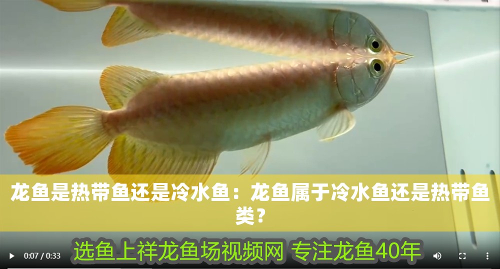 龍魚是熱帶魚還是冷水魚：龍魚屬于冷水魚還是熱帶魚類？