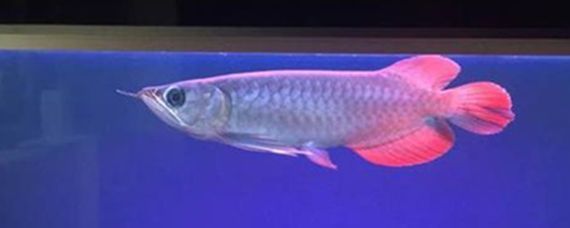 金龍魚水位多高合適（關于金龍魚水位高度的一些建議） 金龍魚水位多高合適（關于金龍魚水位高度的一些建議） 龍魚百科 第3張