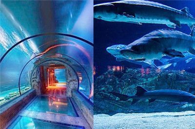 全球高端觀賞魚(yú)品種比較研究：全球高端觀賞魚(yú)品種研究：血紅龍與澳洲金龜鱸魚(yú)的價(jià)格