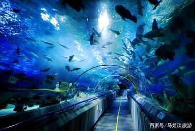 全球高端觀賞魚(yú)品種比較研究：全球高端觀賞魚(yú)品種研究：血紅龍與澳洲金龜鱸魚(yú)的價(jià)格