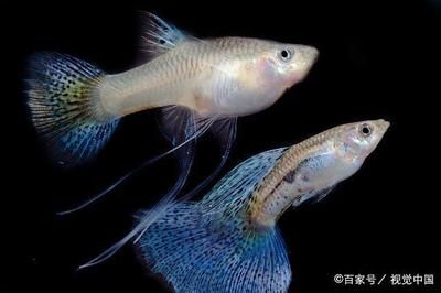 全球高端觀賞魚(yú)品種比較研究：全球高端觀賞魚(yú)品種研究：血紅龍與澳洲金龜鱸魚(yú)的價(jià)格