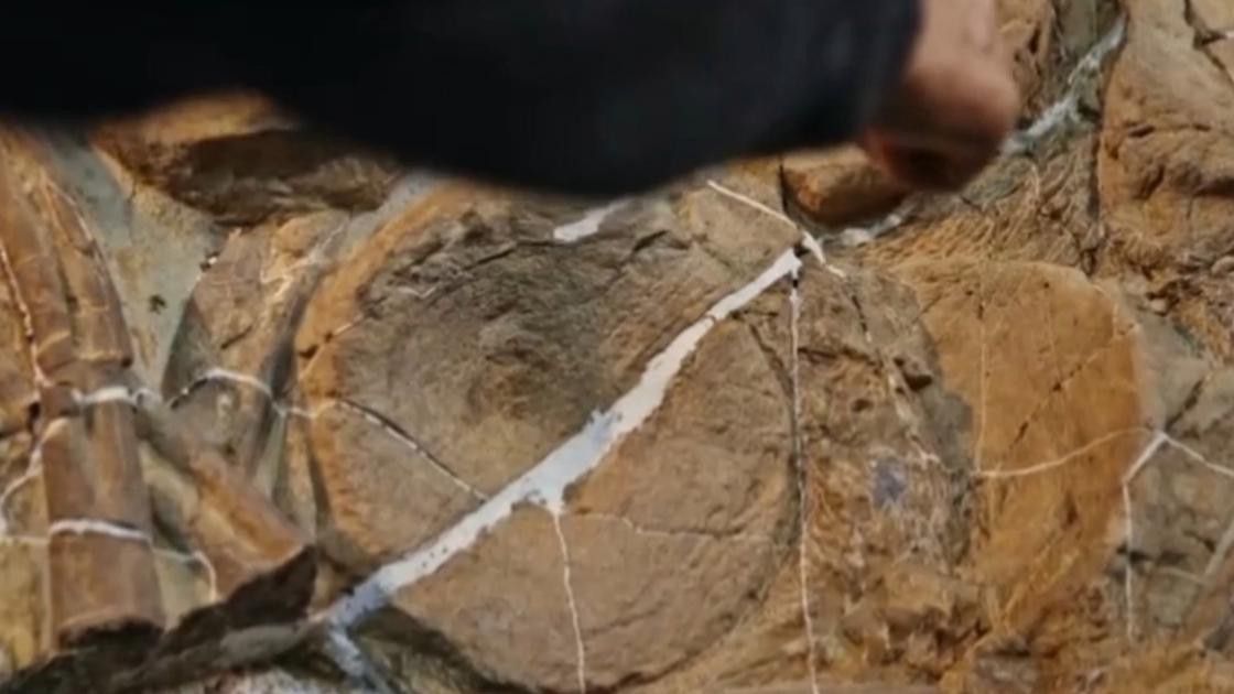 有哪些著名的魚(yú)龍化石發(fā)現(xiàn)？