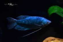 藍曼龍魚是淡水魚嗎？