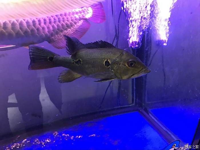 龍魚之家的魚怎么樣：如何選擇龍魚之家
