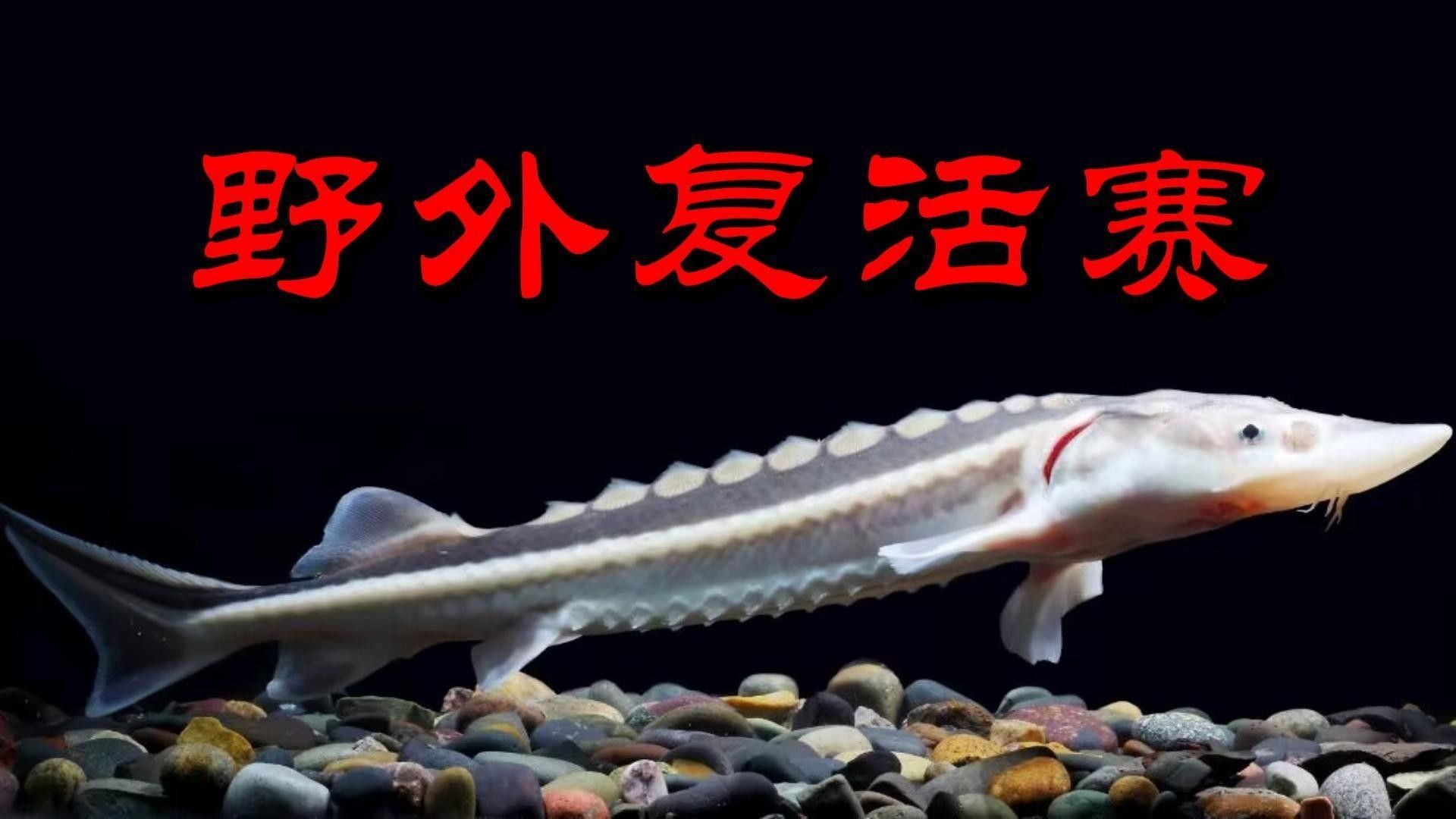 鱘龍魚的人工繁殖技術如何？