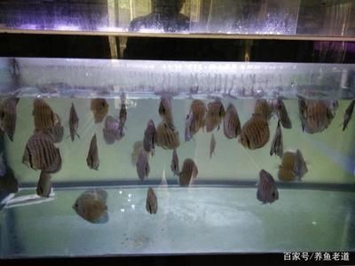 龍魚在魚缸里游圈好嗎（龍魚在魚缸里游圈好嗎龍魚的游動習慣可能受到多種因素影響）