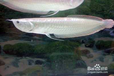 銀龍魚在一個地方不動（銀龍魚在一個地方不動可能是由于多種因素引起的）