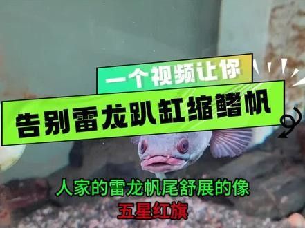雷龍魚的帆平時是豎起來的嗎