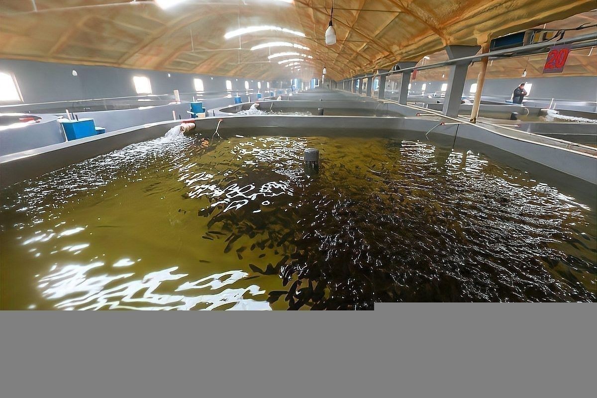 銀龍魚飼養(yǎng)技巧和方法