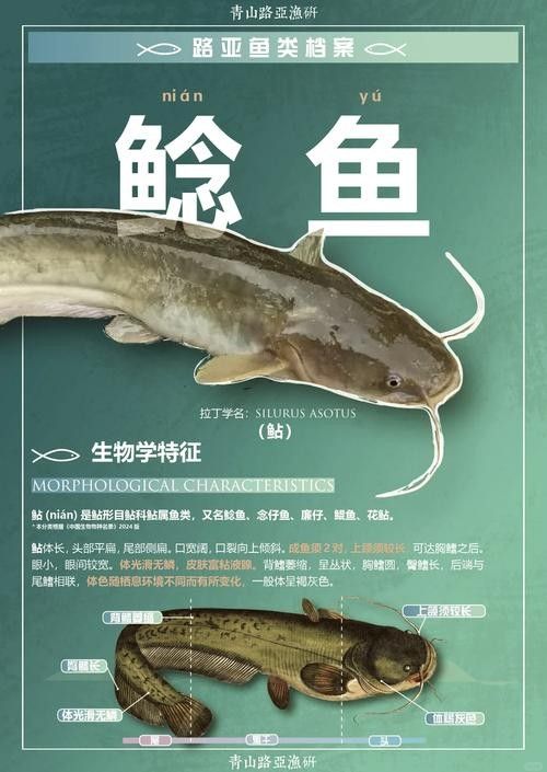 黔龍魚是什么魚圖片大全