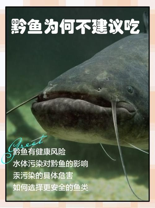 黔龍魚是什么魚圖片大全