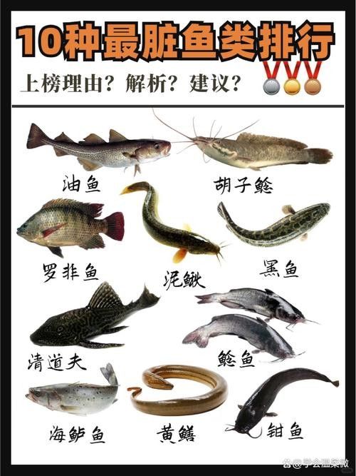 黔龍魚是什么魚圖片大全