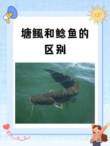 黔龍魚是什么魚圖片大全