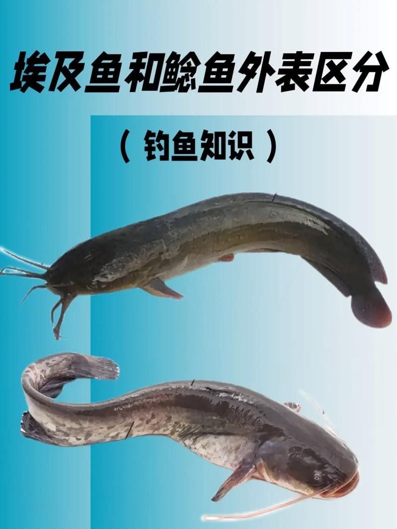 黔龍魚是什么魚圖片大全