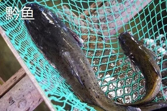 黔龍魚是什么魚圖片大全