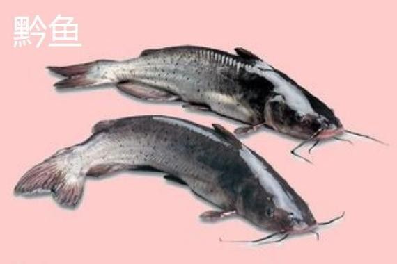 黔龍魚是什么魚圖片大全