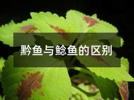 黔龍魚是什么魚圖片大全