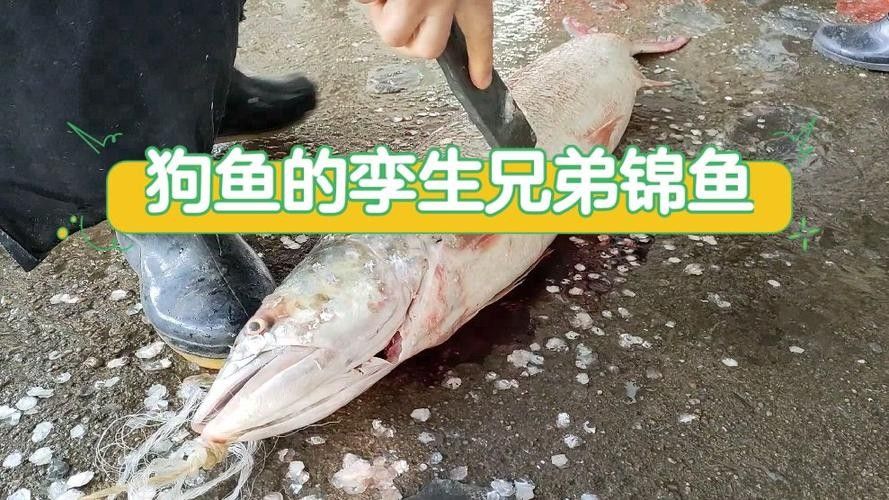 黔龍魚是什么魚圖片大全