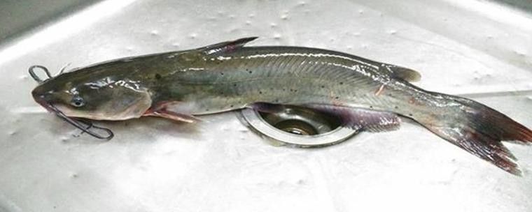 黔龍魚是什么魚圖片大全