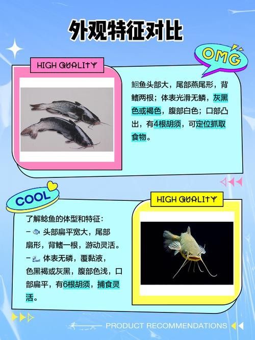 黔龍魚是什么魚圖片大全
