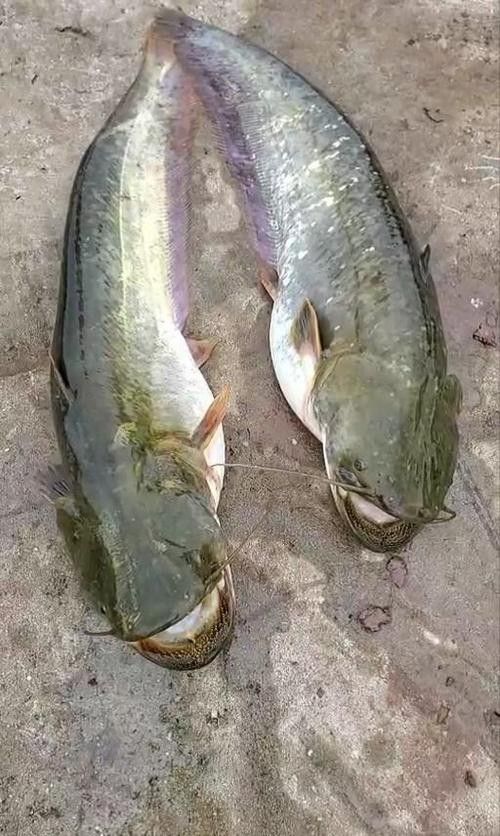 黔龍魚是什么魚圖片大全