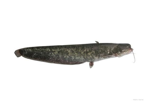 黔龍魚是什么魚圖片大全