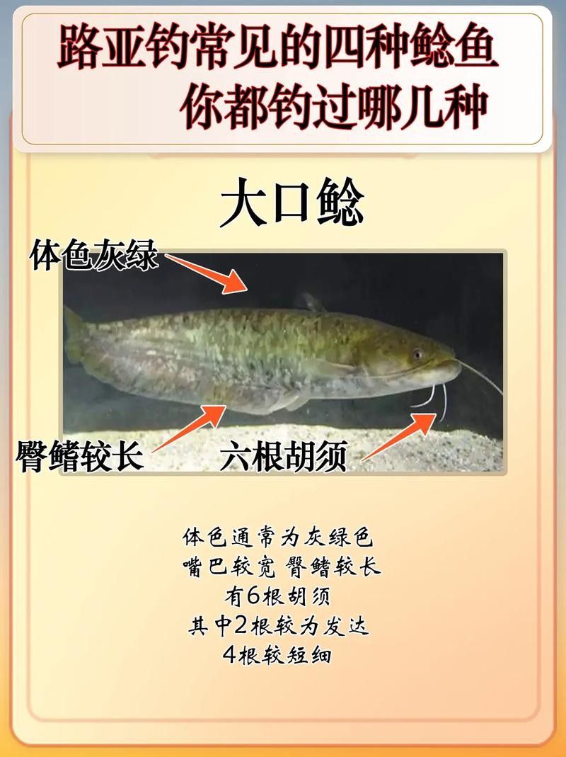 黔龍魚是什么魚圖片大全