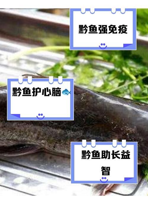 黔龍魚是什么魚圖片大全