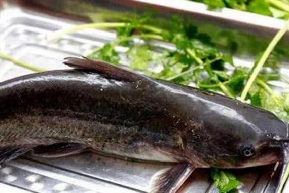 黔龍魚是什么魚圖片大全