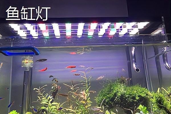 銀龍魚燈照多長時(shí)間 銀龍魚燈照多長時(shí)間 龍魚百科 第2張