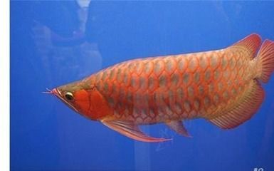 紅龍魚的壽命有多長時(shí)間（紅龍魚的壽命是多少年）
