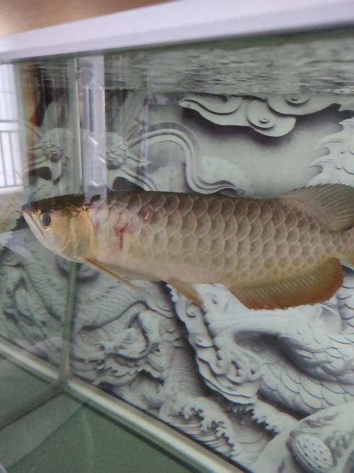 龍魚撞缸的原因預兆圖片大全集