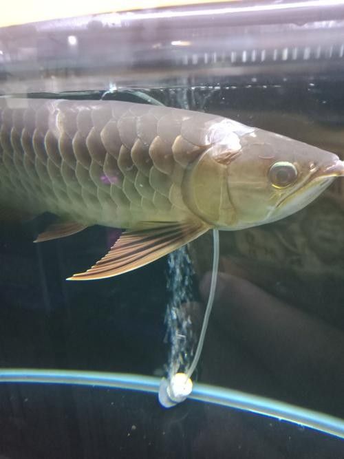 龍魚撞缸的原因預兆圖片大全集