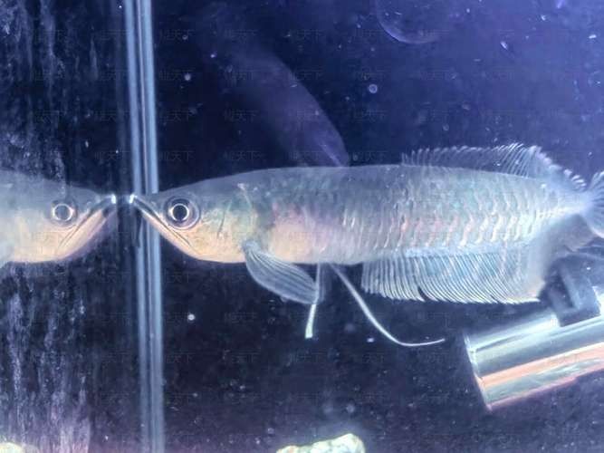 龍魚撞缸的原因預兆圖片大全集
